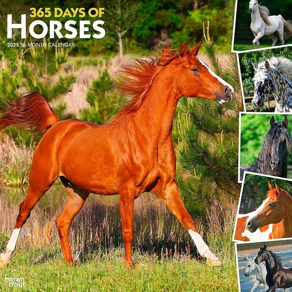 2025 BrownTrout 365 Days of Horses 12" x 12" Monthly Wall Calendar (9781975477165)