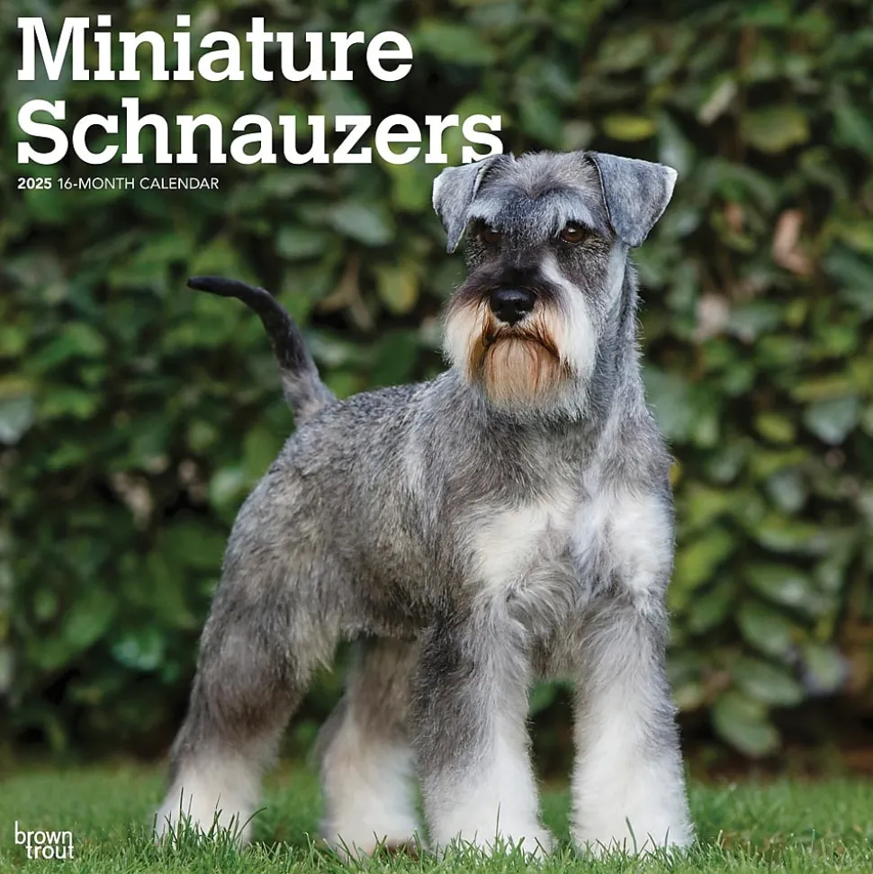 2025 BrownTrout ature Schnauzers 12" x 12" Monthly Wall Calendar (9781975477684)