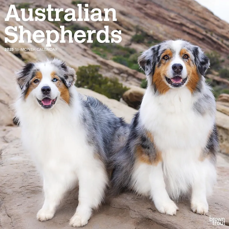 2025 BrownTrout Australian Shepherds 12" x 12" Monthly Wall Calendar (9781975476557)