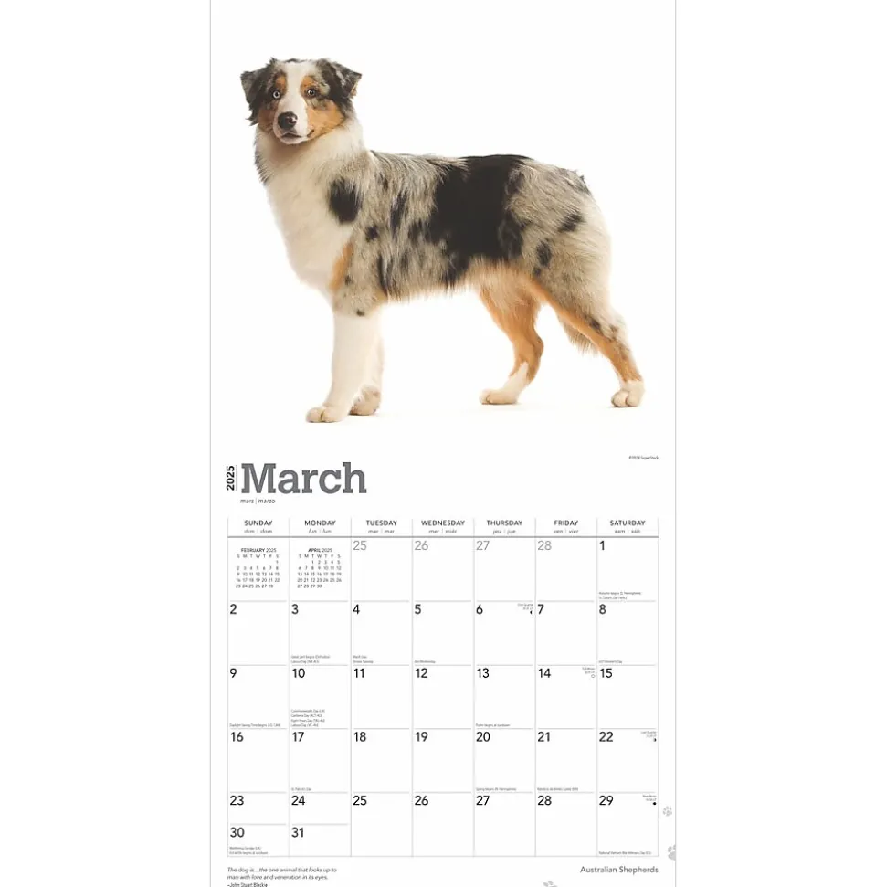 2025 BrownTrout Australian Shepherds 12" x 12" Monthly Wall Calendar (9781975476557)