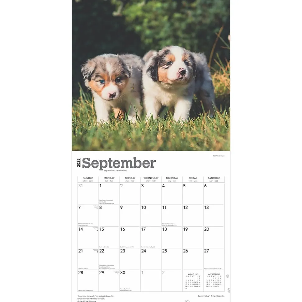 2025 BrownTrout Australian Shepherds 12" x 12" Monthly Wall Calendar (9781975476557)