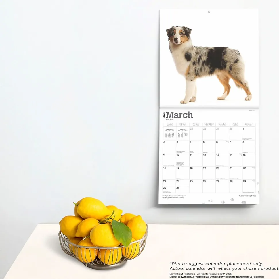 2025 BrownTrout Australian Shepherds 12" x 12" Monthly Wall Calendar (9781975476557)