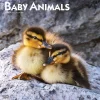 2025 BrownTrout Baby Animals 12" x 12" Monthly Square Wall Calendar (9781975476564)
