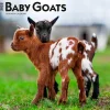 2025 BrownTrout Baby Goats 12" x 12" Monthly Wall Calendar (9781975476571)
