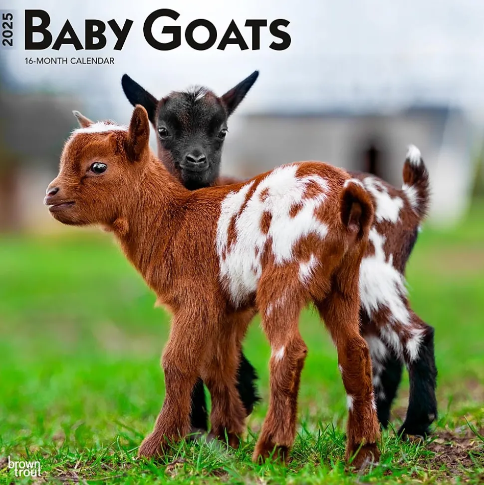 2025 BrownTrout Baby Goats 12" x 12" Monthly Wall Calendar (9781975476571)