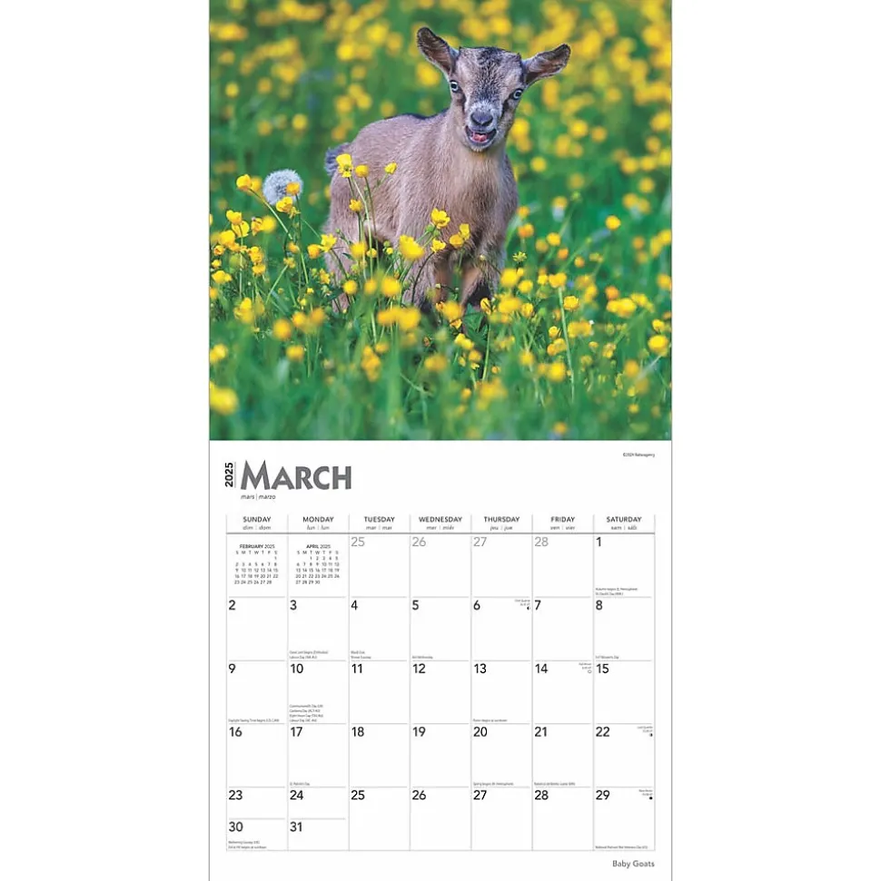 2025 BrownTrout Baby Goats 12" x 12" Monthly Wall Calendar (9781975476571)