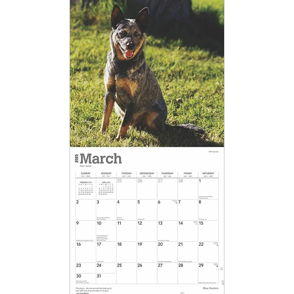 2025 BrownTrout Blue Heelers 12" x 12" Monthly Wall Calendar (9781975476663)