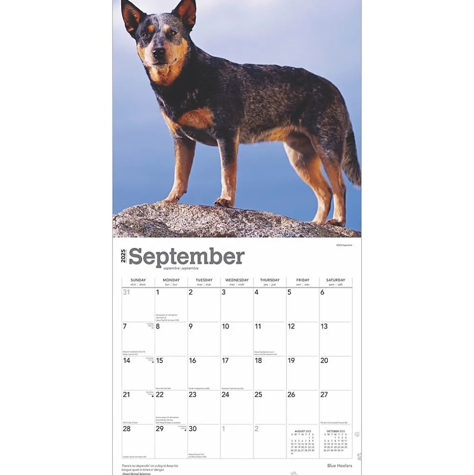 2025 BrownTrout Blue Heelers 12" x 12" Monthly Wall Calendar (9781975476663)