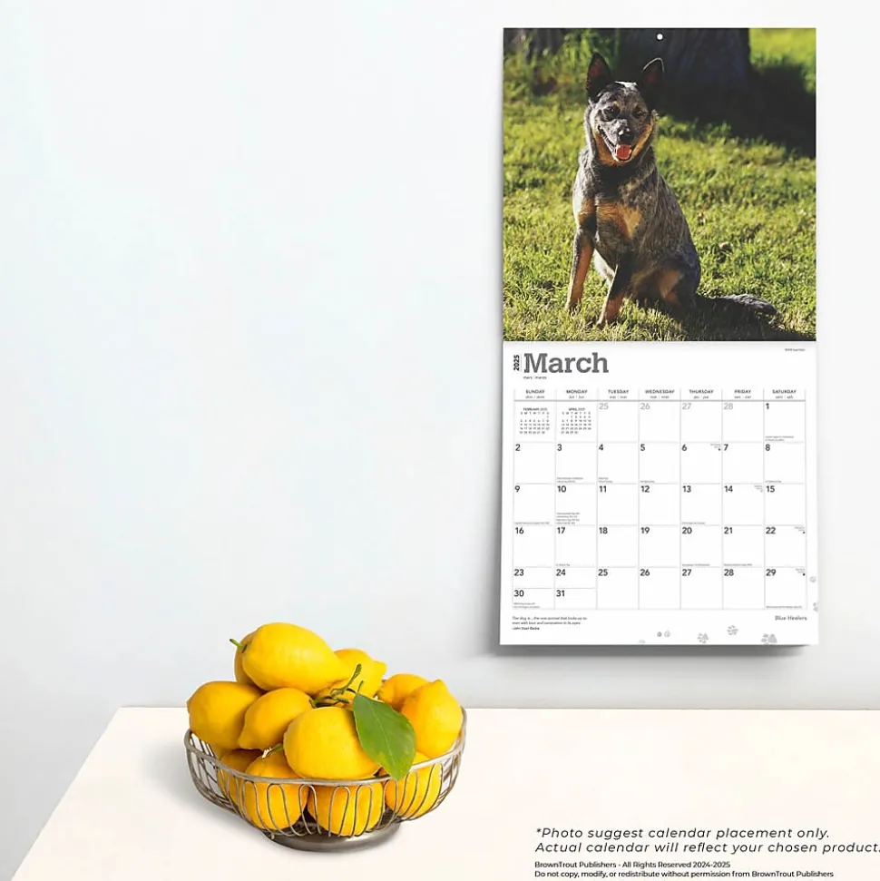 2025 BrownTrout Blue Heelers 12" x 12" Monthly Wall Calendar (9781975476663)