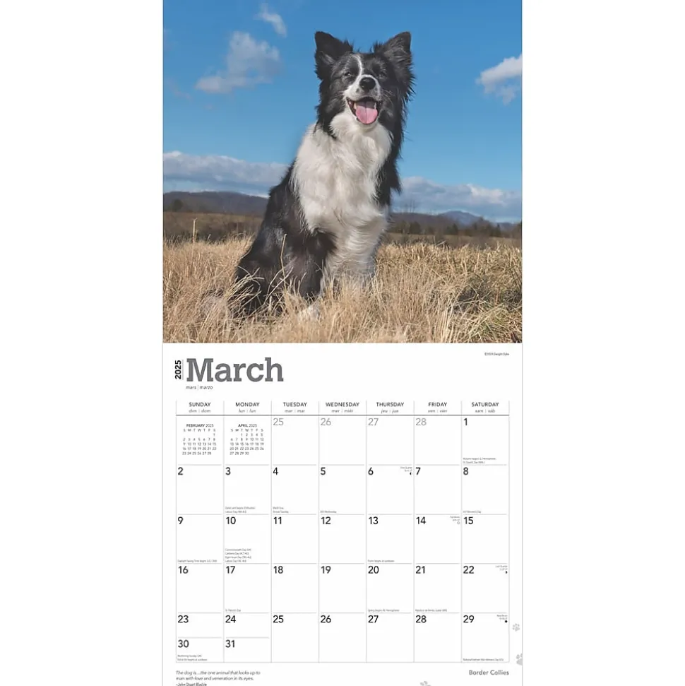 2025 BrownTrout Border Collies 12" x 12" Monthly Wall Calendar (9781975476687)
