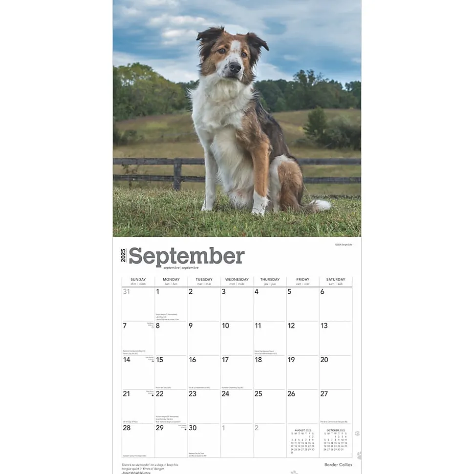 2025 BrownTrout Border Collies 12" x 12" Monthly Wall Calendar (9781975476687)