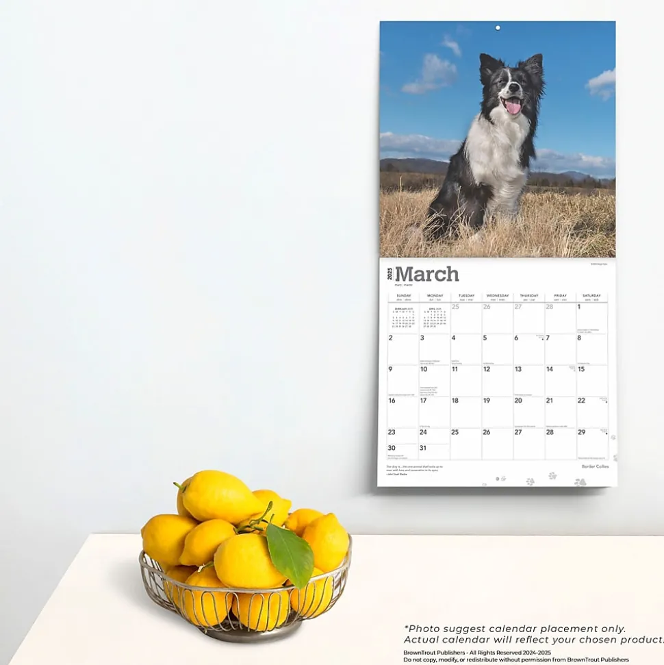 2025 BrownTrout Border Collies 12" x 12" Monthly Wall Calendar (9781975476687)