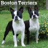 2025 BrownTrout Boston Terriers 12" x 12" Monthly Wall Calendar (9781975476700)