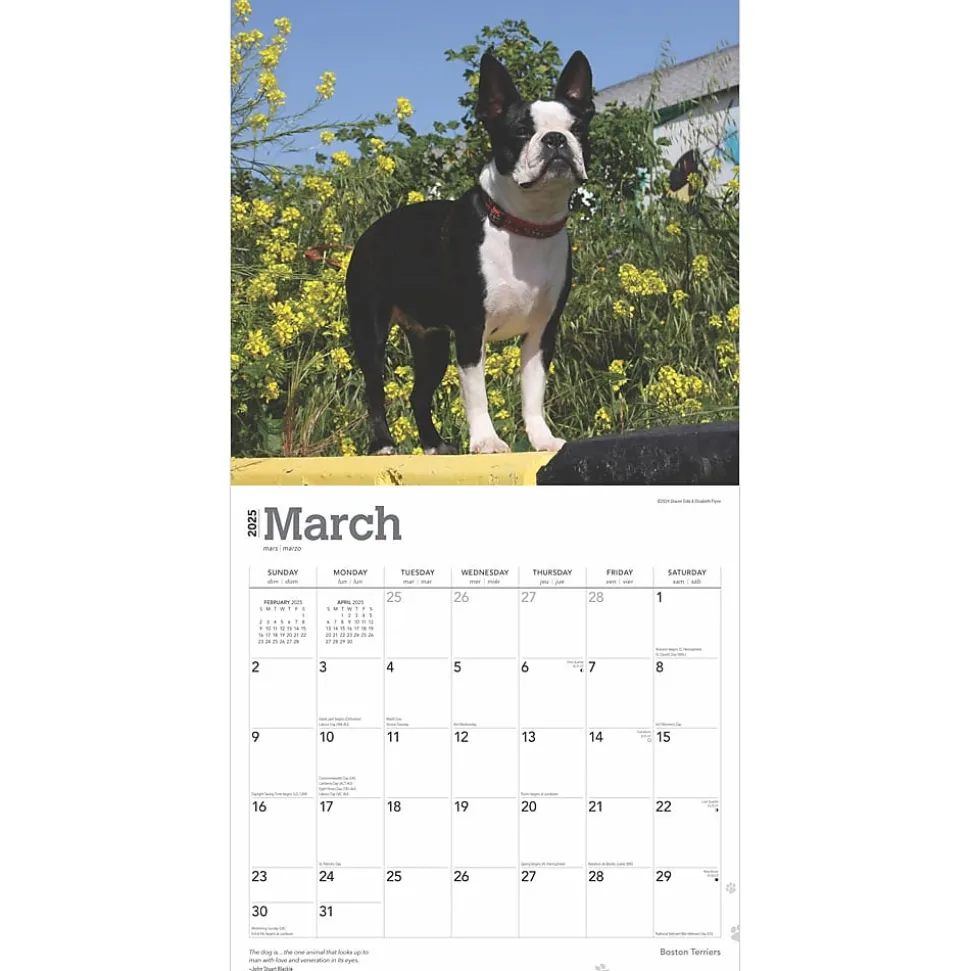 2025 BrownTrout Boston Terriers 12" x 12" Monthly Wall Calendar (9781975476700)