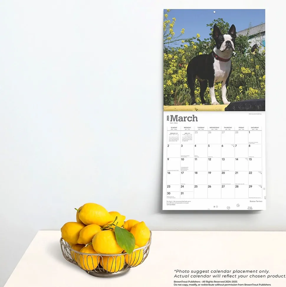 2025 BrownTrout Boston Terriers 12" x 12" Monthly Wall Calendar (9781975476700)