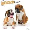 2025 BrownTrout Boxer Puppies 12" x 12" Monthly Wall Calendar (9781975476717)