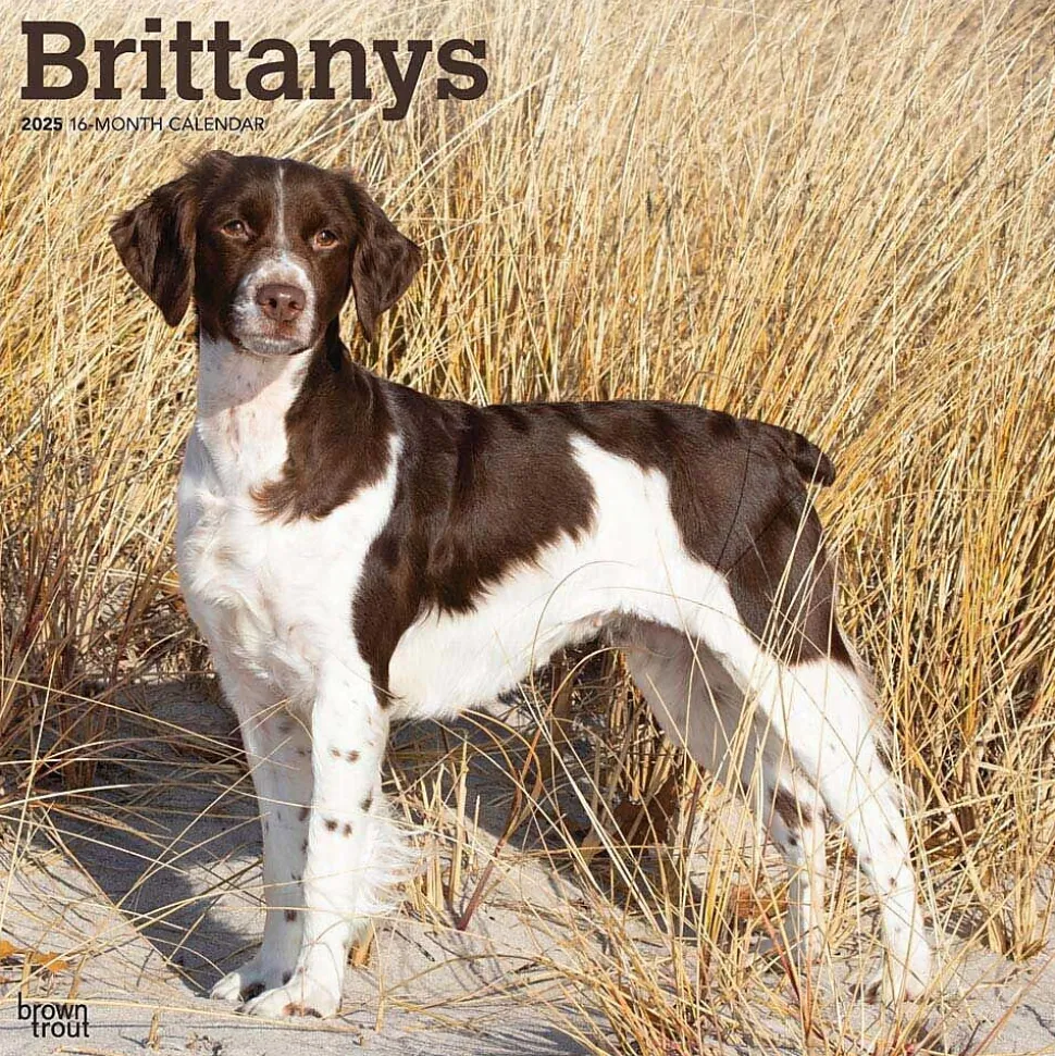 2025 BrownTrout Brittanys 12" x 12" Monthly Wall Calendar (9781975476731)