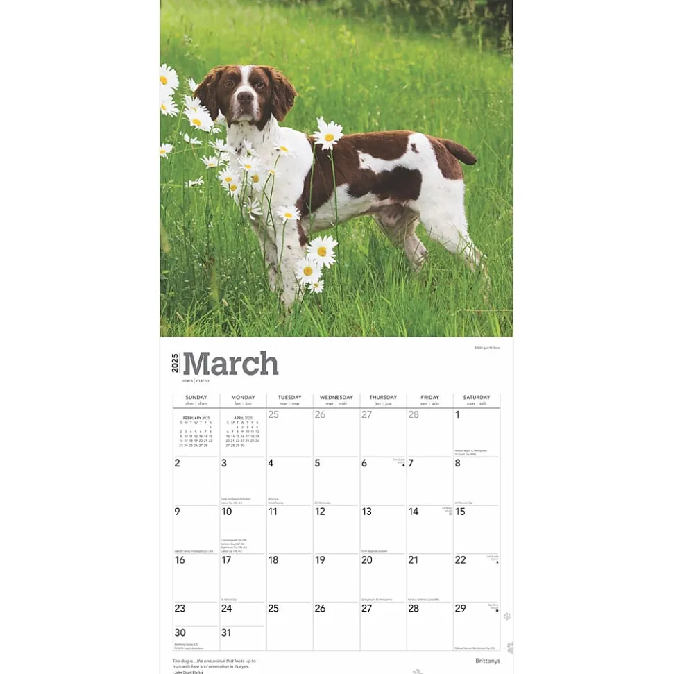 2025 BrownTrout Brittanys 12" x 12" Monthly Wall Calendar (9781975476731)