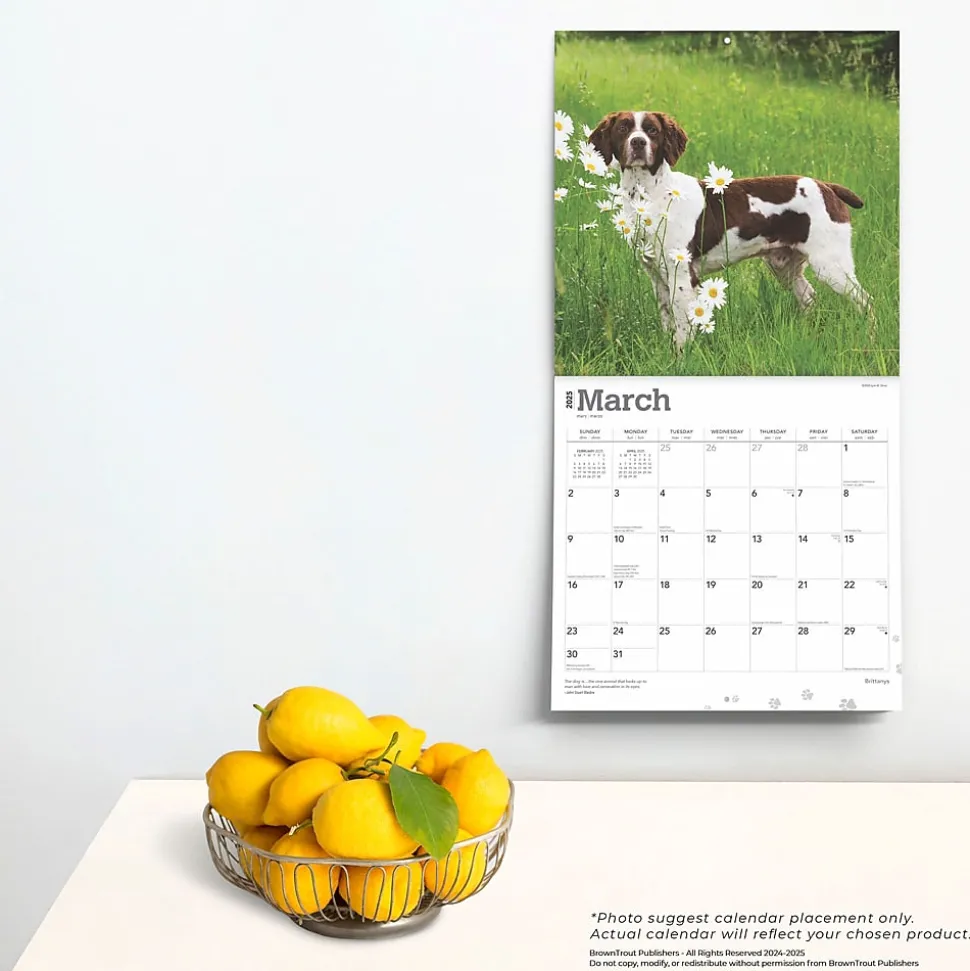 2025 BrownTrout Brittanys 12" x 12" Monthly Wall Calendar (9781975476731)