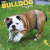 2025 BrownTrout Bulldog Puppies 12" x 12" Monthly Wall Calendar (9781975474539)