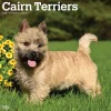 2025 BrownTrout Cairn Terriers 12" x 24" Monthly Square Wall Calendar, (9781975476779)