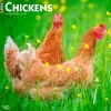 2025 BrownTrout Chickens 12" x 24" Monthly Square Wall Calendar, (9781975476830)
