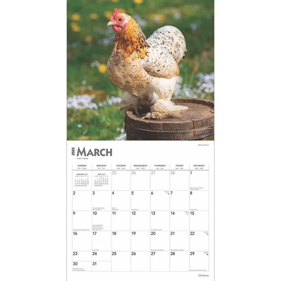 2025 BrownTrout Chickens 12" x 24" Monthly Square Wall Calendar, (9781975476830)