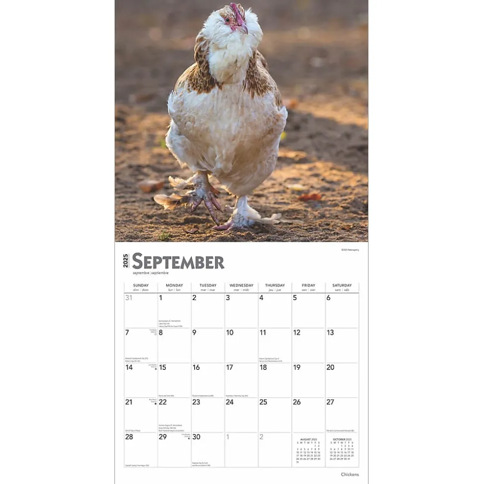 2025 BrownTrout Chickens 12" x 24" Monthly Square Wall Calendar, (9781975476830)