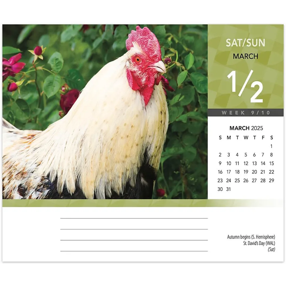 2025 BrownTrout Chickens 6" x 5" Day-to-Day Desktop Box Calendar (9781975483425)