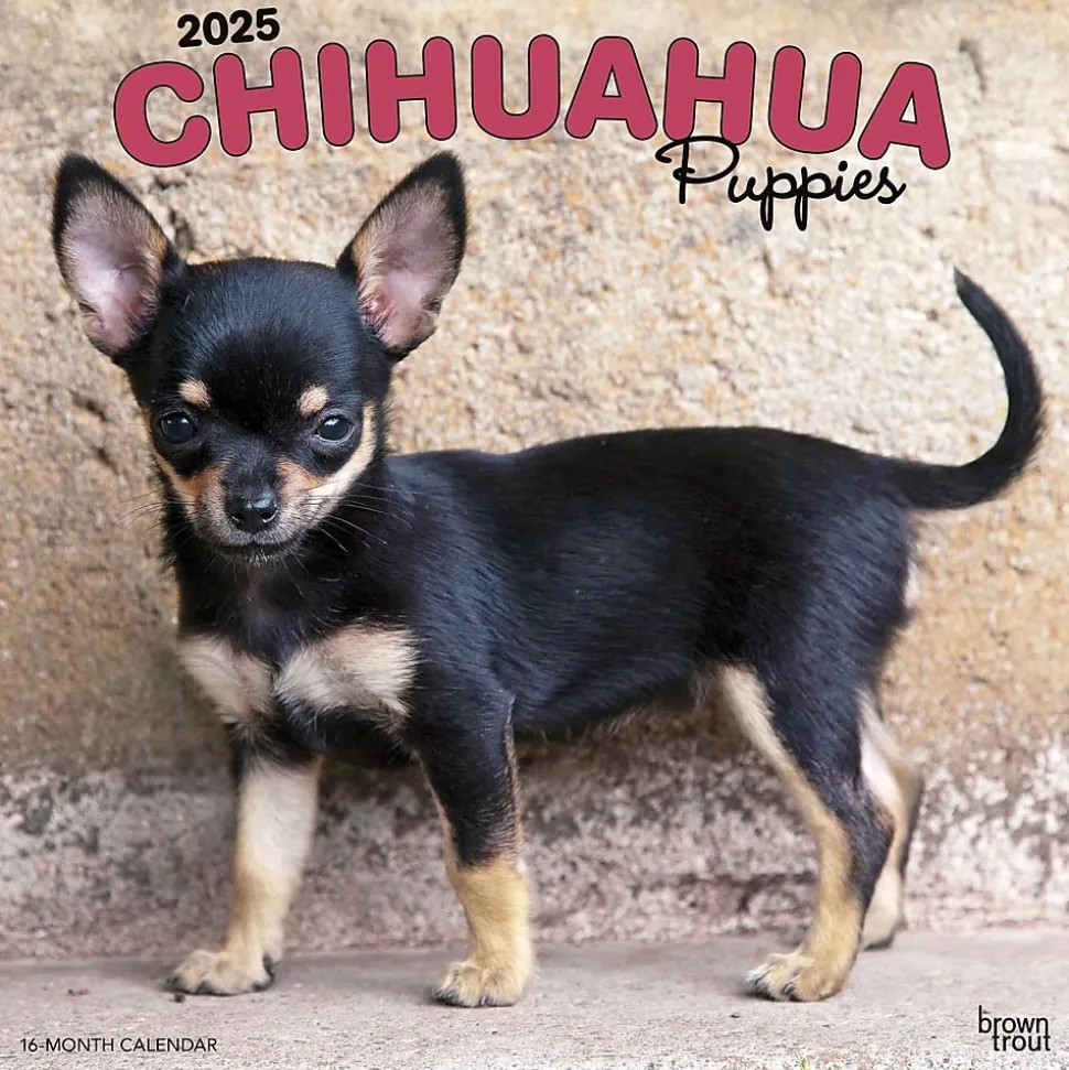 2025 BrownTrout Chihuahua Puppies 12" x 12" Monthly Wall Calendar (9781975474652)