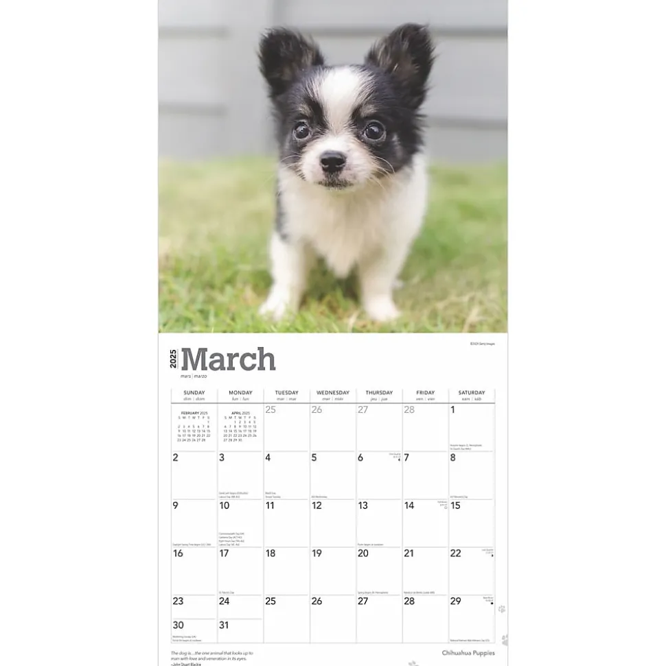 2025 BrownTrout Chihuahua Puppies 12" x 12" Monthly Wall Calendar (9781975474652)