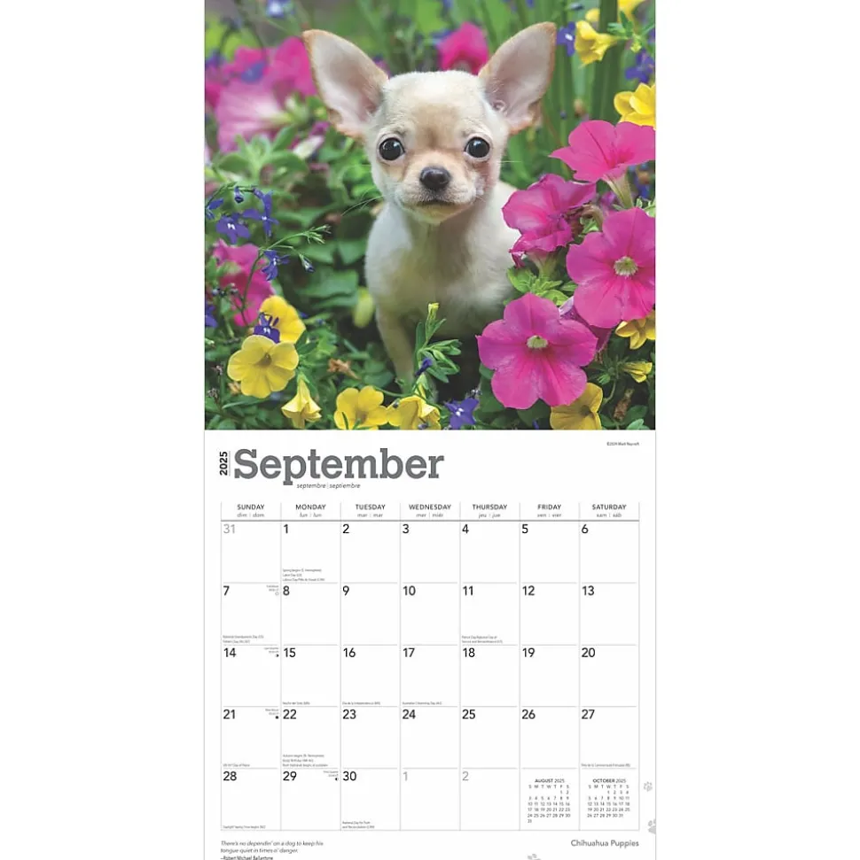 2025 BrownTrout Chihuahua Puppies 12" x 12" Monthly Wall Calendar (9781975474652)