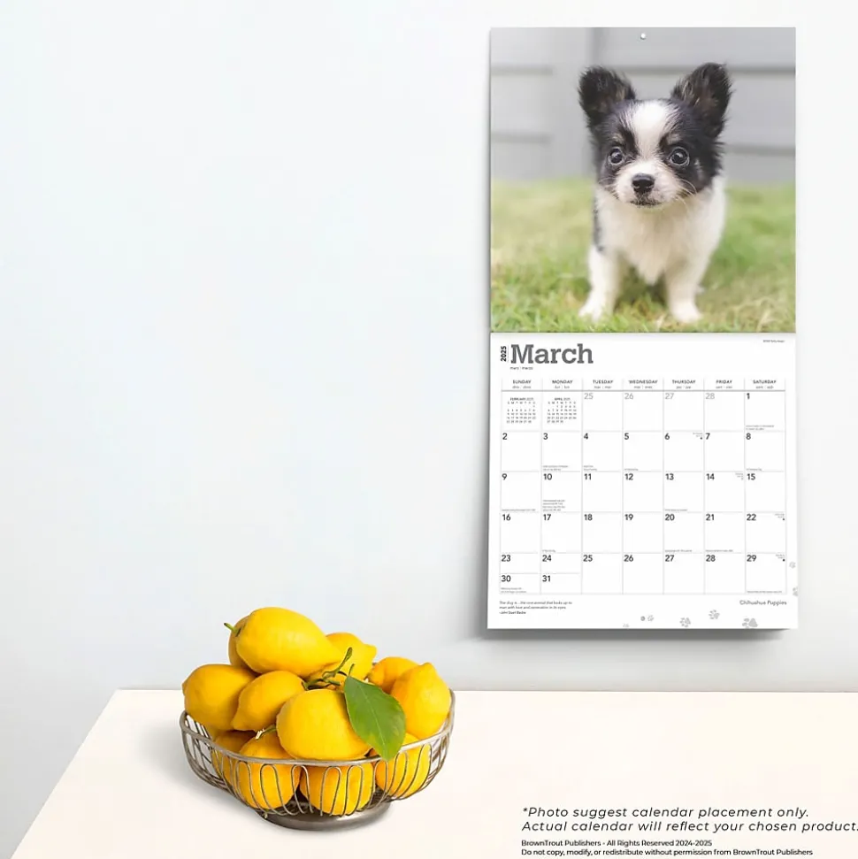 2025 BrownTrout Chihuahua Puppies 12" x 12" Monthly Wall Calendar (9781975474652)