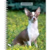 2025 BrownTrout Chihuahuas 6" x 7.75" Weekly Engagement Planner, Paper Cover, Multicolored (9781975480622)