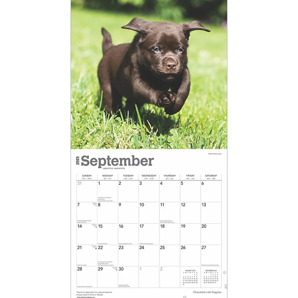 2025 BrownTrout Chocolate Labrador Retriever Puppies 12" x 12" Monthly Wall Calendar (9781975477325)