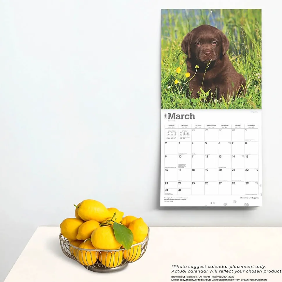 2025 BrownTrout Chocolate Labrador Retriever Puppies 12" x 12" Monthly Wall Calendar (9781975477325)
