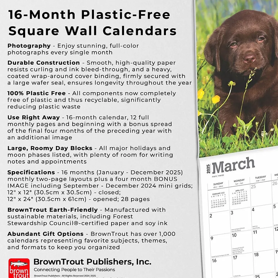 2025 BrownTrout Chocolate Labrador Retriever Puppies 12" x 12" Monthly Wall Calendar (9781975477325)