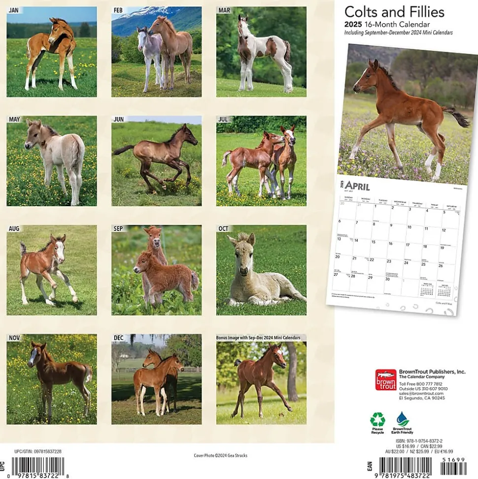 2025 BrownTrout Colts and Fillies 12" x 12" Monthly Wall Calendar (9781975483722)