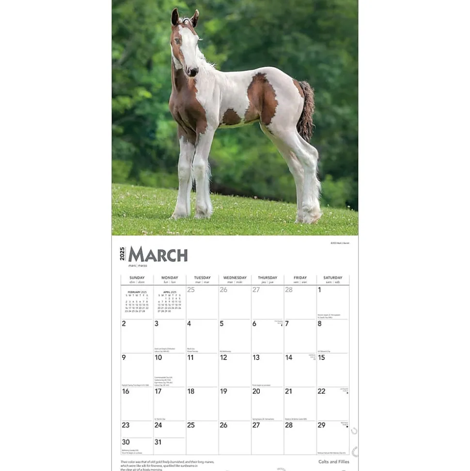 2025 BrownTrout Colts and Fillies 12" x 12" Monthly Wall Calendar (9781975483722)
