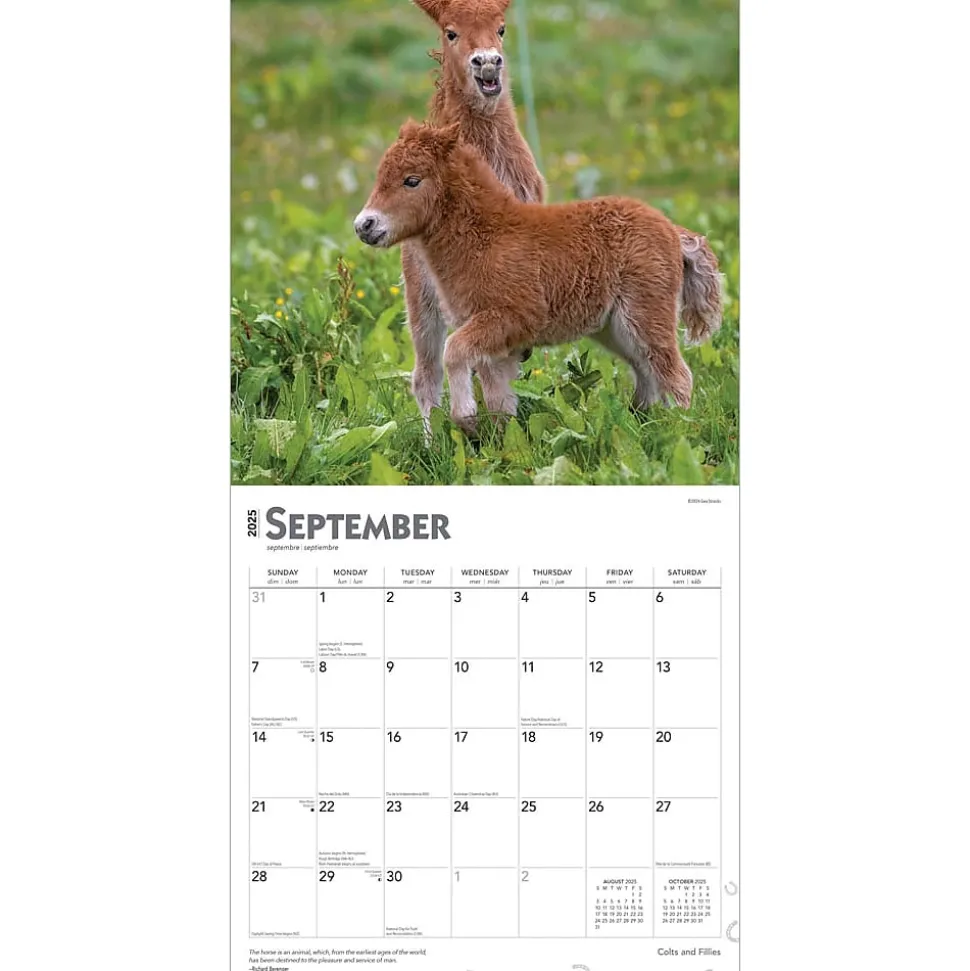 2025 BrownTrout Colts and Fillies 12" x 12" Monthly Wall Calendar (9781975483722)