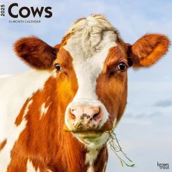 2025 BrownTrout Cows 12" x 12" Monthly Wall Calendar (9781975476892)