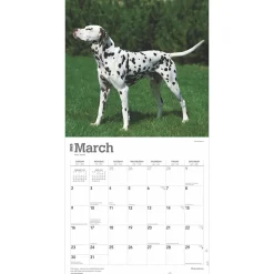 2025 BrownTrout Dalmatians 12