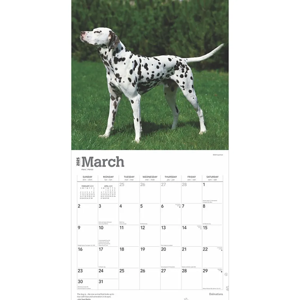 2025 BrownTrout Dalmatians 12" x 24" Monthly Square Wall Calendar, (9781975478117)