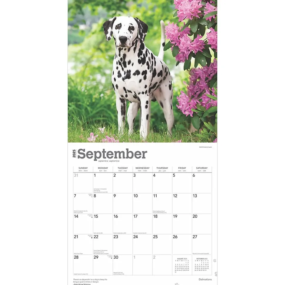 2025 BrownTrout Dalmatians 12" x 24" Monthly Square Wall Calendar, (9781975478117)