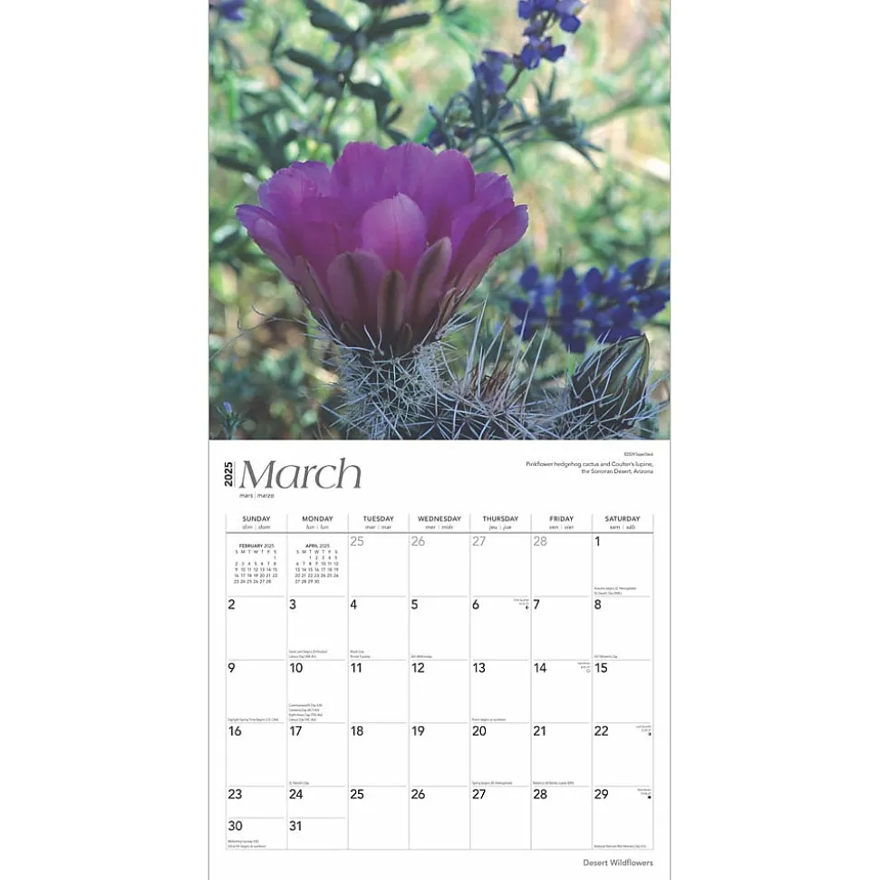 2025 BrownTrout Desert Wildflowers 12" x 12" Monthly Wall Calendar (9781975476014)