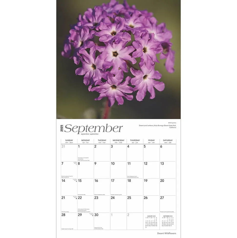 2025 BrownTrout Desert Wildflowers 12" x 12" Monthly Wall Calendar (9781975476014)