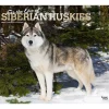 2025 BrownTrout For the Love of Siberian Huskies 7" x 12" Monthly Wall Calendar (9781975473082)