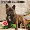2025 BrownTrout French Bulldogs 12" x 12" Monthly Square Wall Calendar (9781975476984)