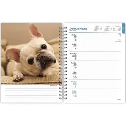 2025 BrownTrout French Bulldogs 6