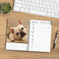 2025 BrownTrout French Bulldogs 6